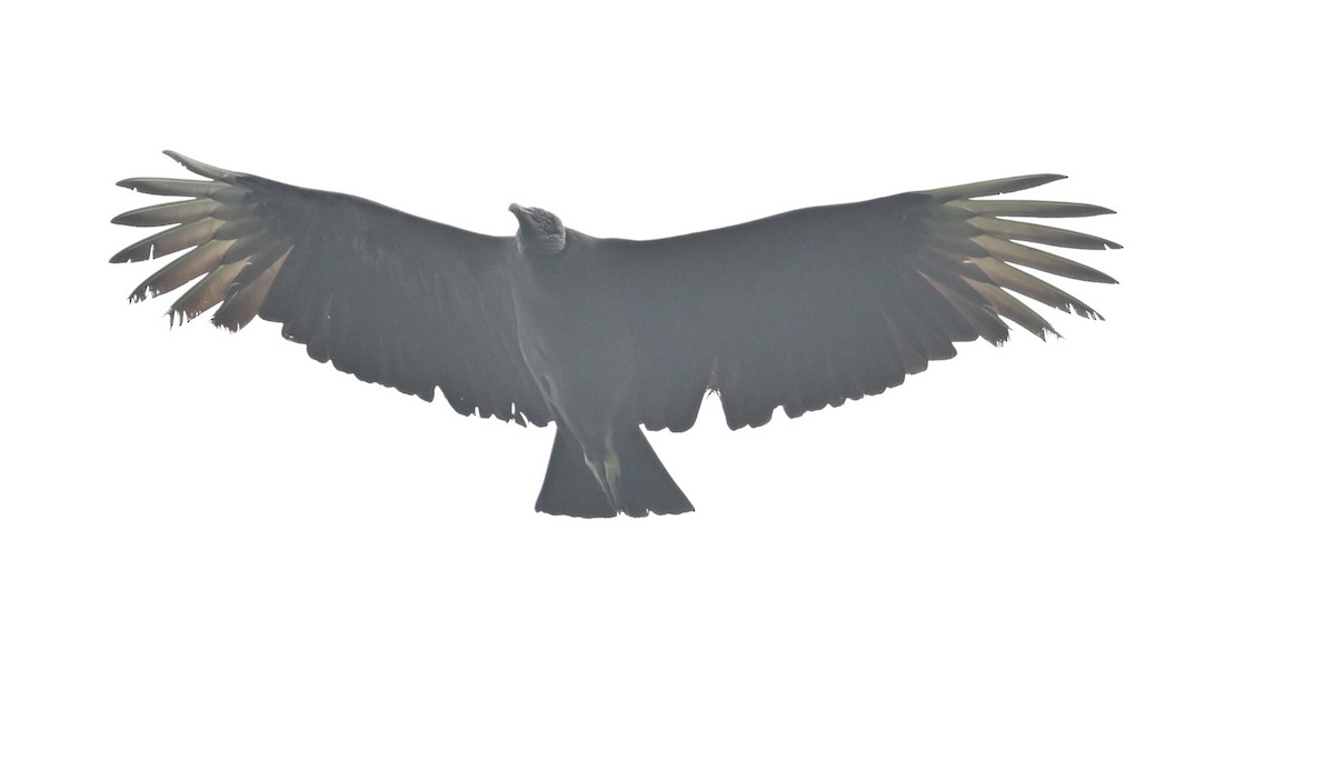 Black Vulture - ML645064967