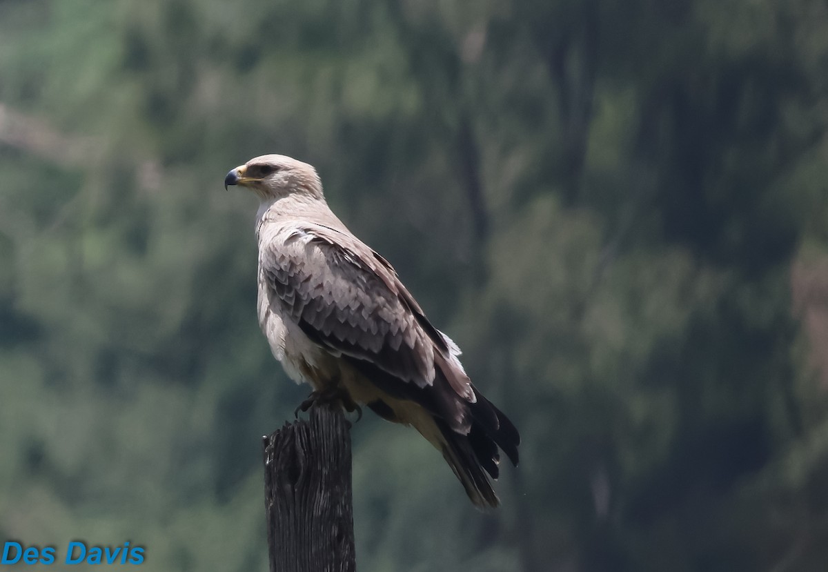 Tawny Eagle - ML645064970