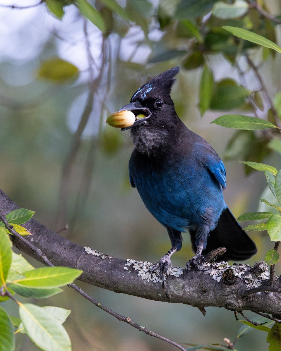 Steller's Jay - ML645064973