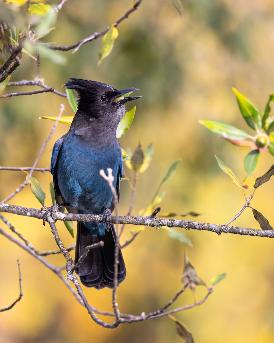 Steller's Jay - ML645064974