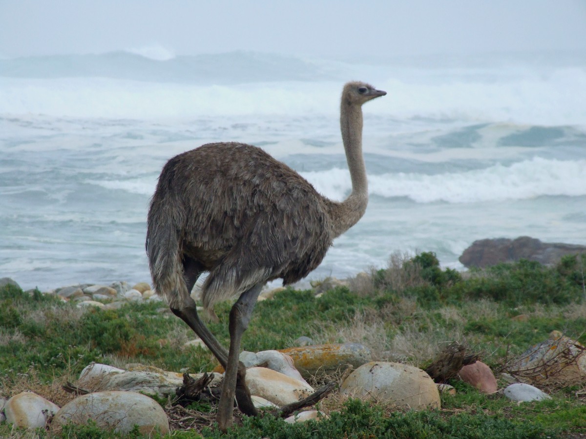 Common Ostrich - ML645064975