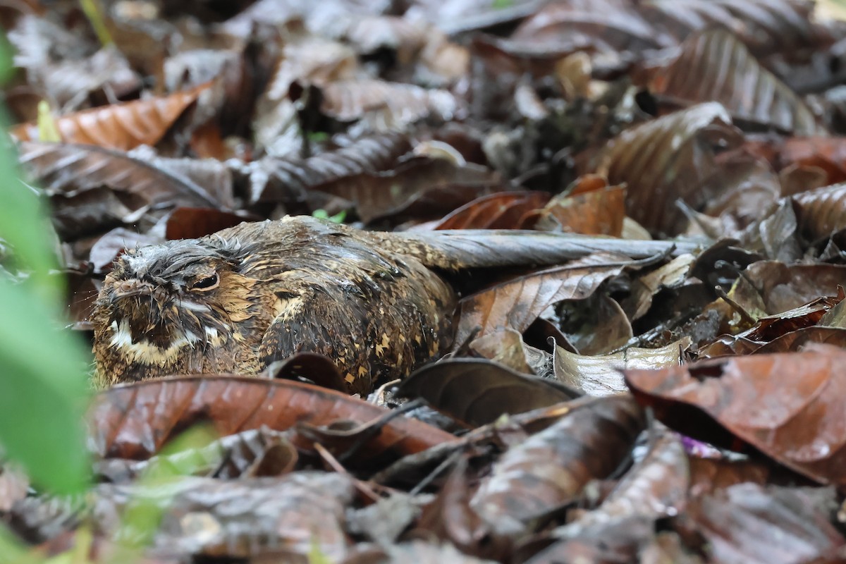 Пораке - ML645064986