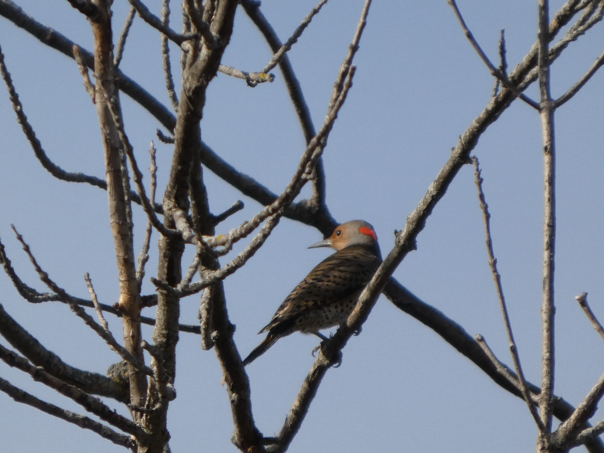 Northern Flicker - ML645065003