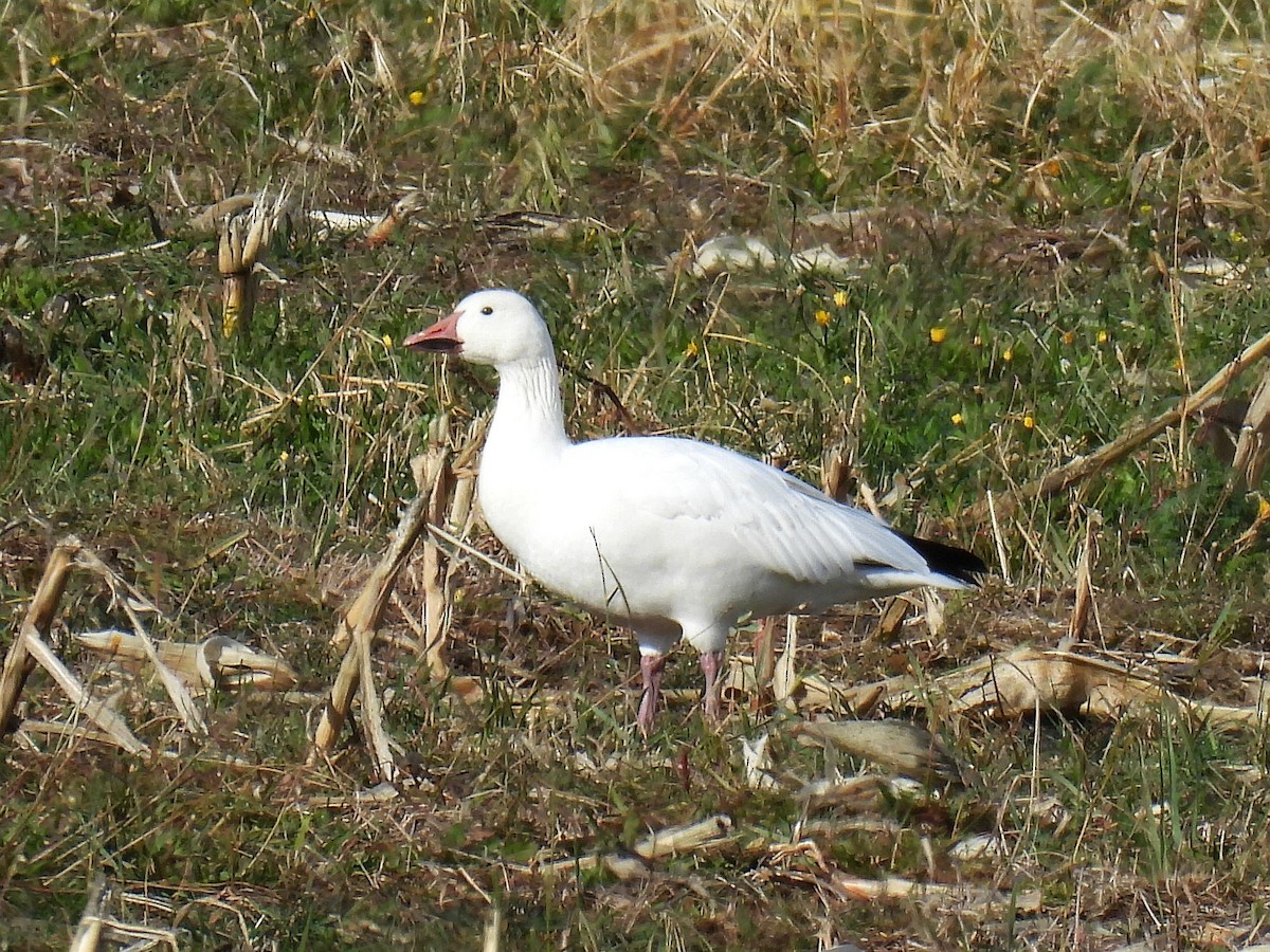 Snow Goose - ML645065022