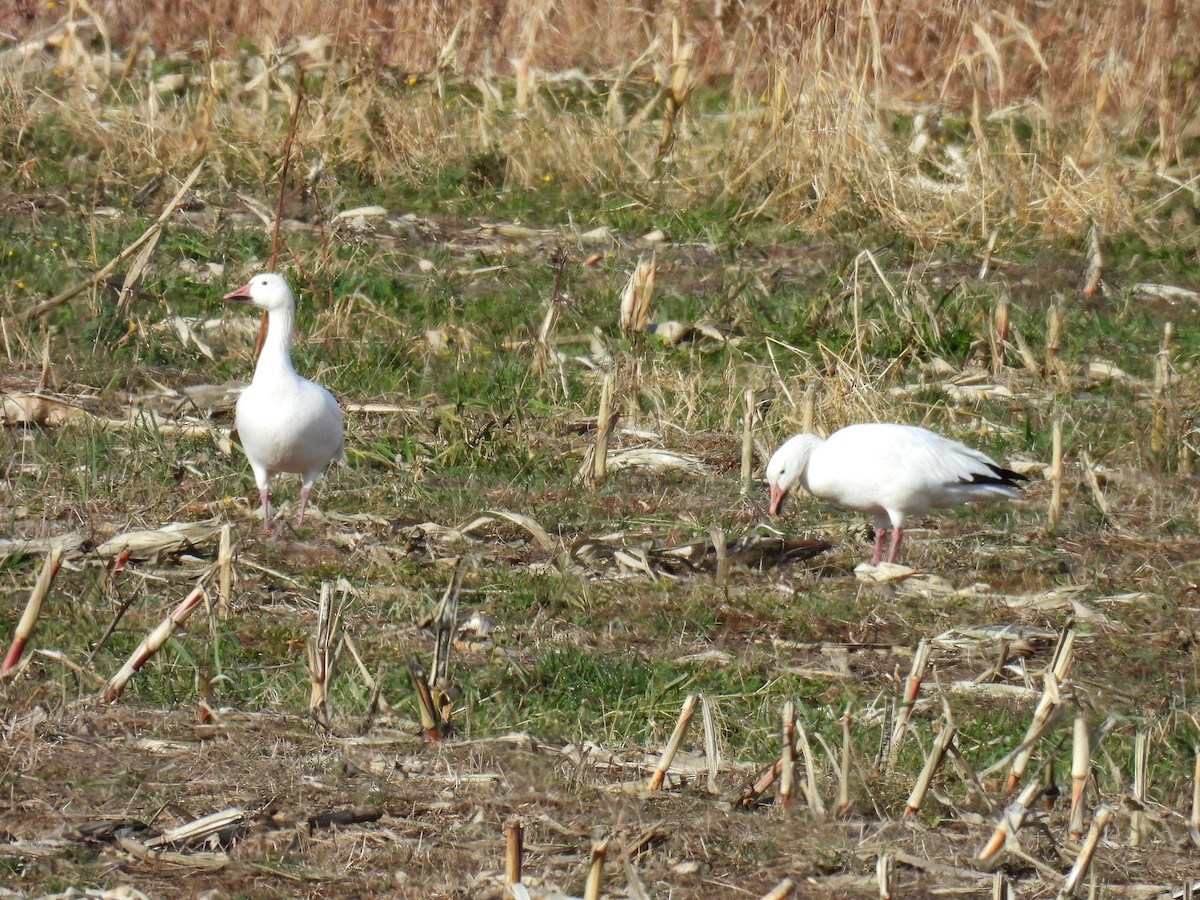 Snow Goose - ML645065023