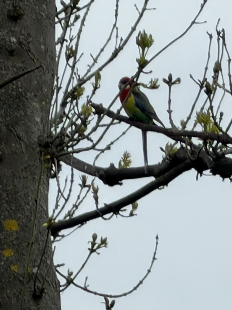 Eastern Rosella - ML645065031
