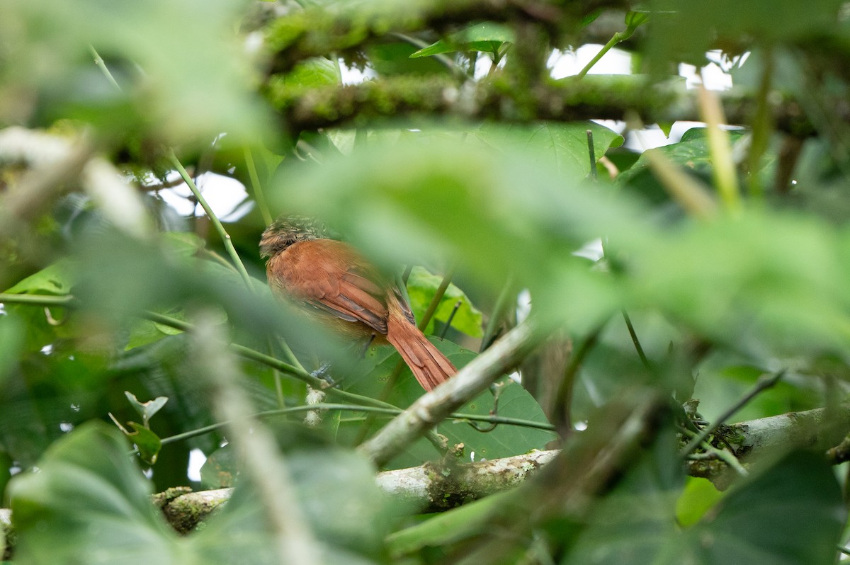 Batará Barrado - ML645065034