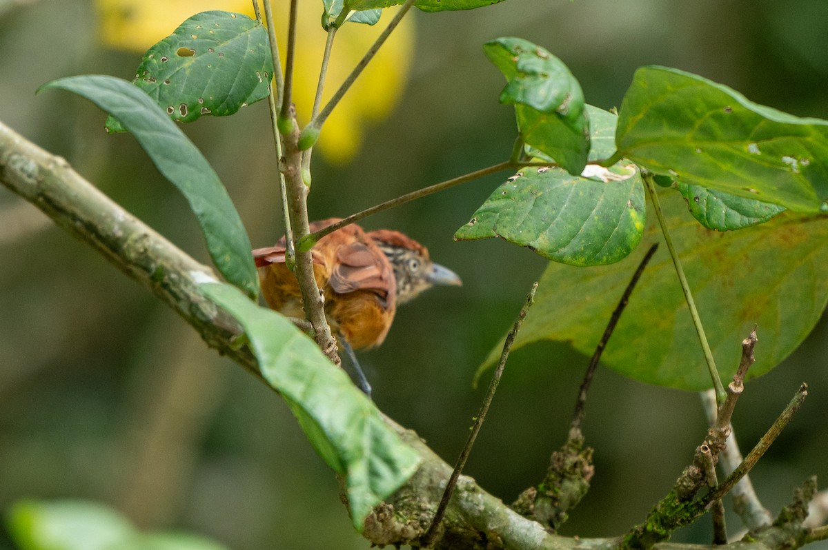 Batará Barrado - ML645065035