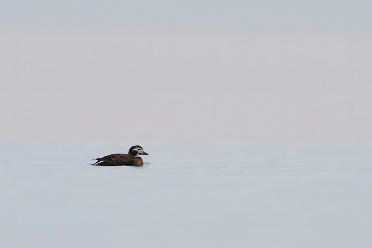 Long-tailed Duck - ML645065038