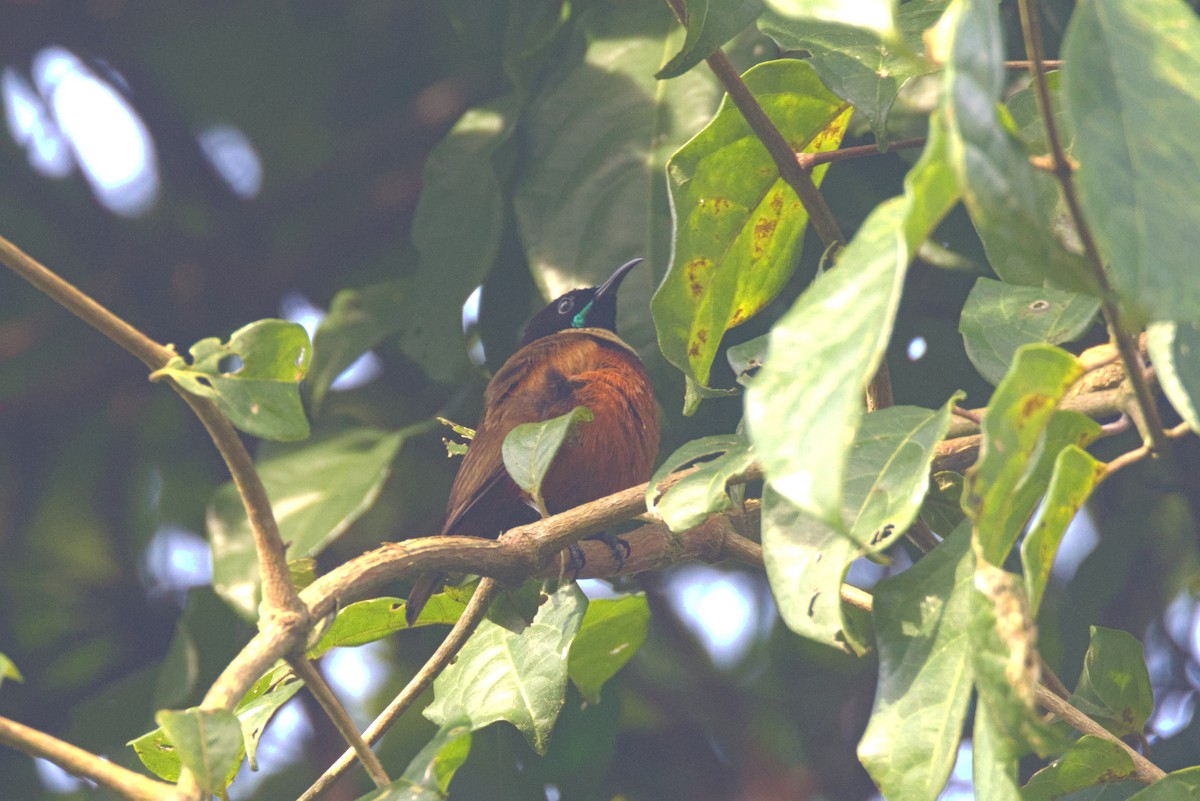 Souimanga d'Adelbert - ML645065043