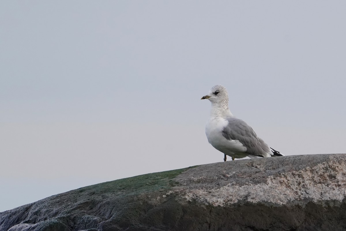 Common Gull - ML645065044