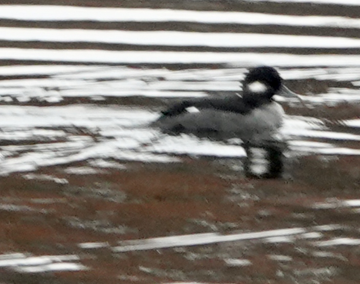 Bufflehead - ML645065045