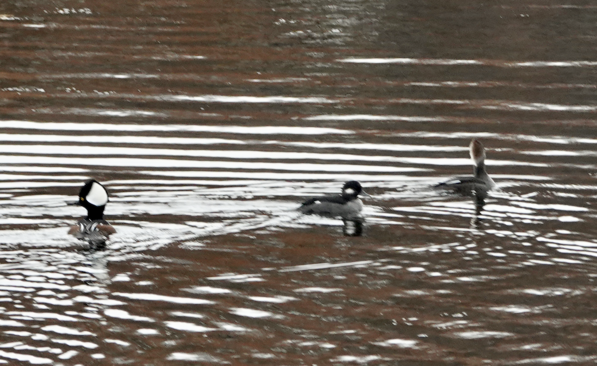 Bufflehead - ML645065048