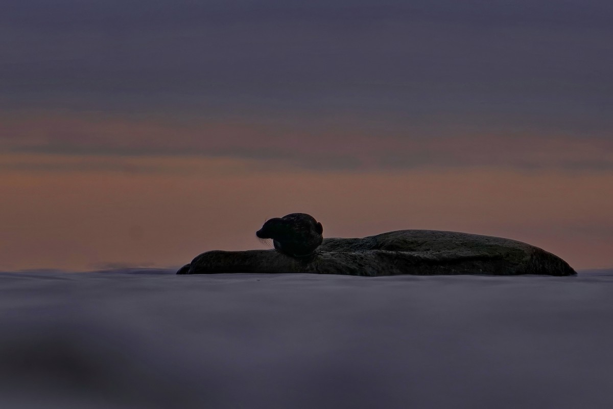 Lake Ladoga Seal - ML645065050