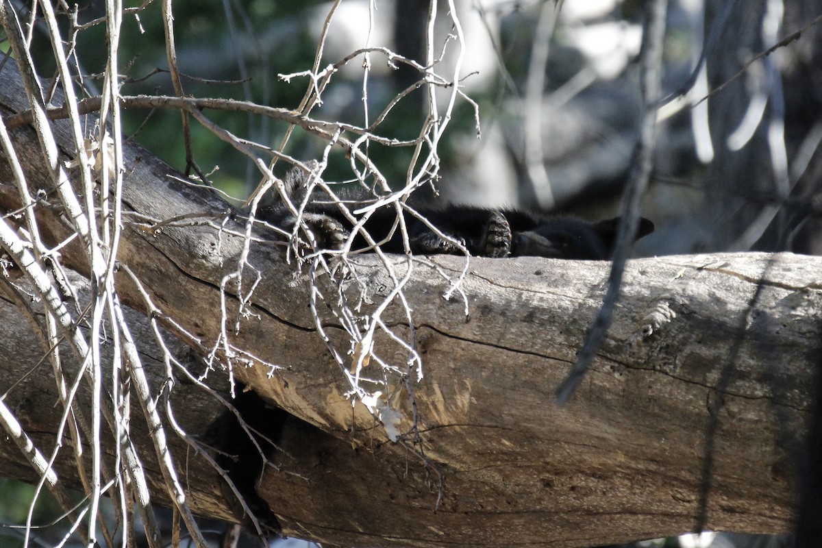 California Black Bear - ML645065056