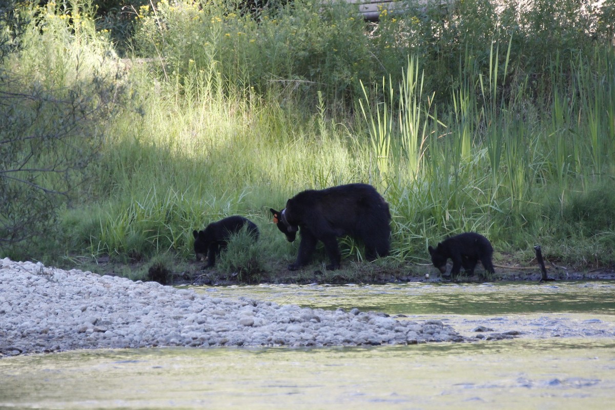 California Black Bear - ML645065058