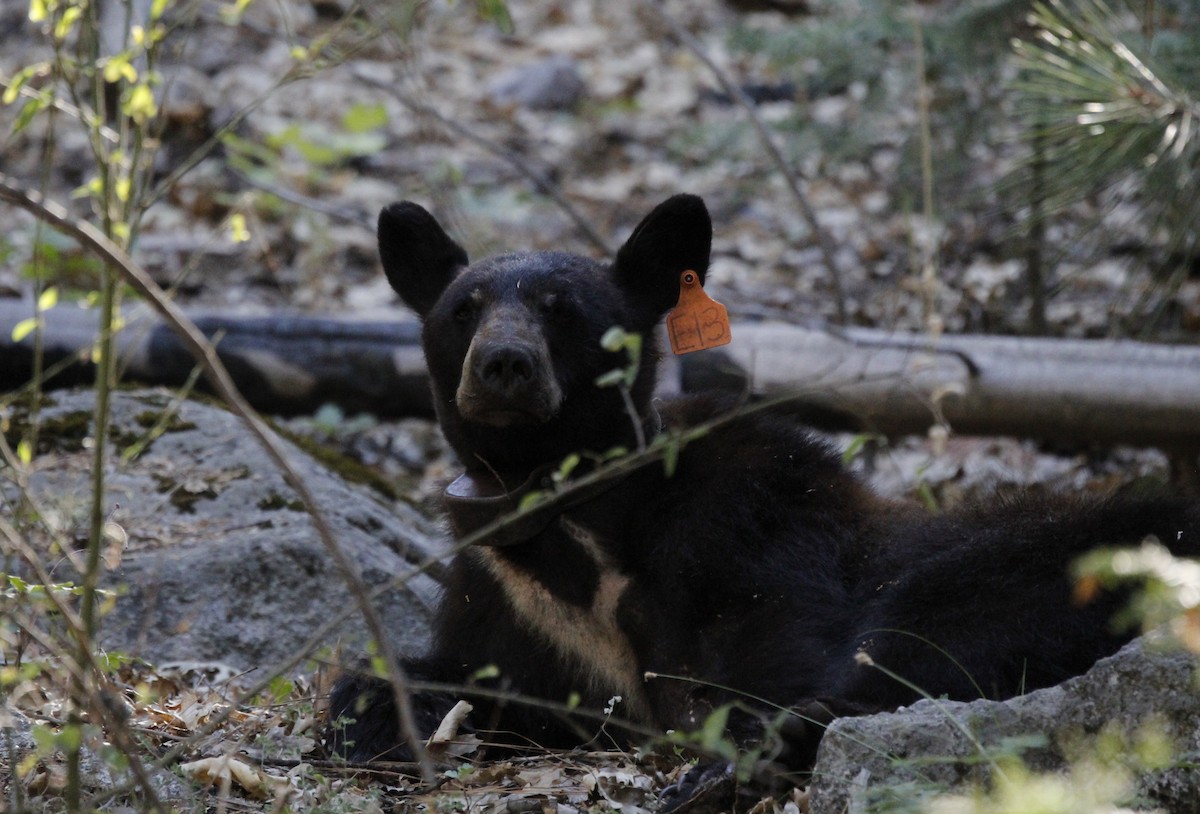 California Black Bear - ML645065059