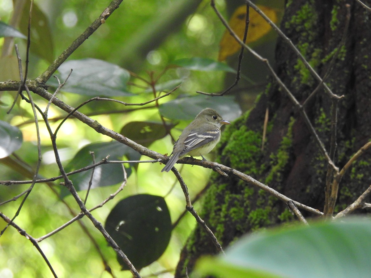 Acadian Flycatcher - ML645065062