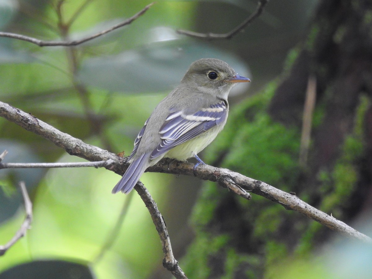 Acadian Flycatcher - ML645065065