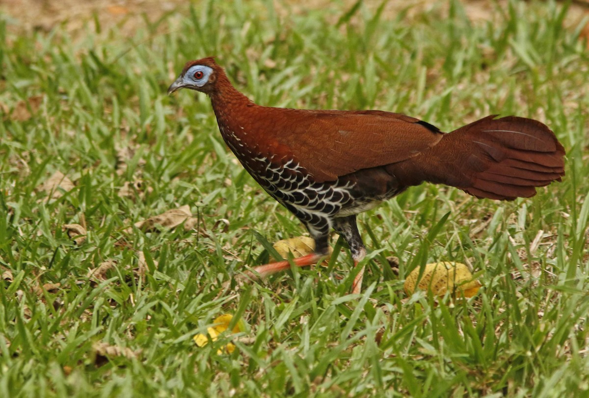 Faisan de Vieillot - ML645065067