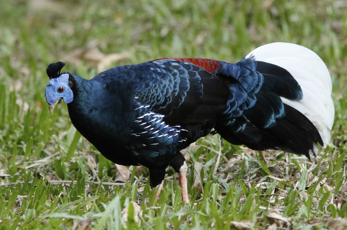 Faisan de Vieillot - ML645065068