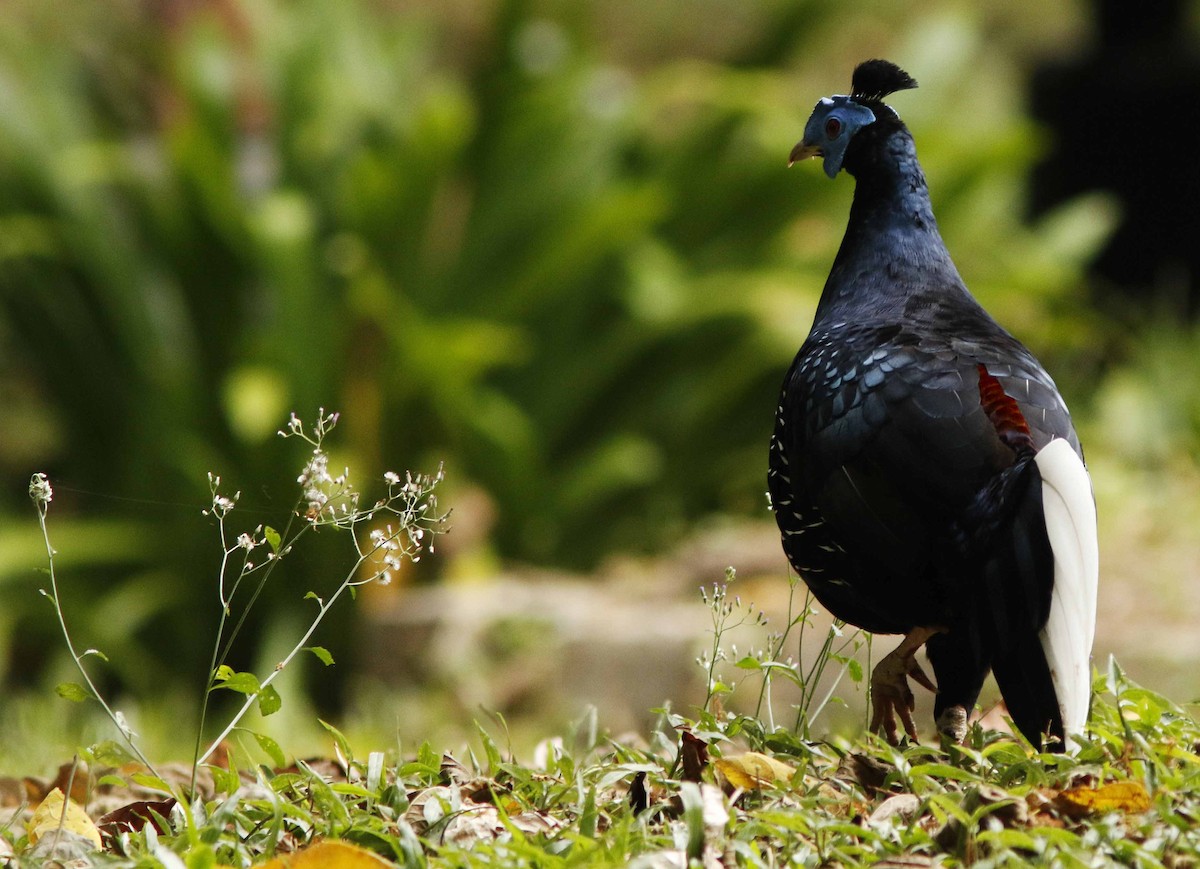 Faisan de Vieillot - ML645065069