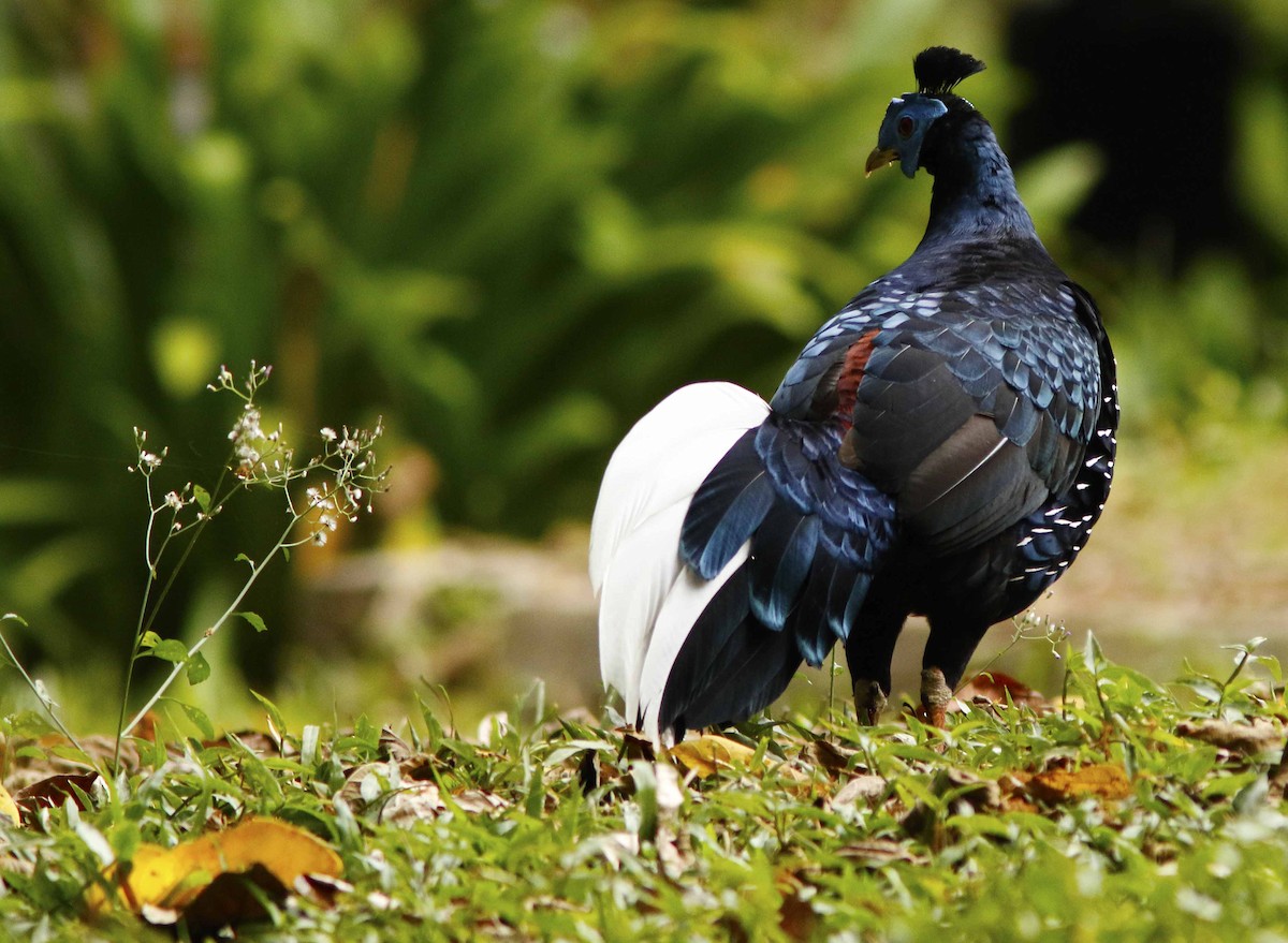 Faisan de Vieillot - ML645065070