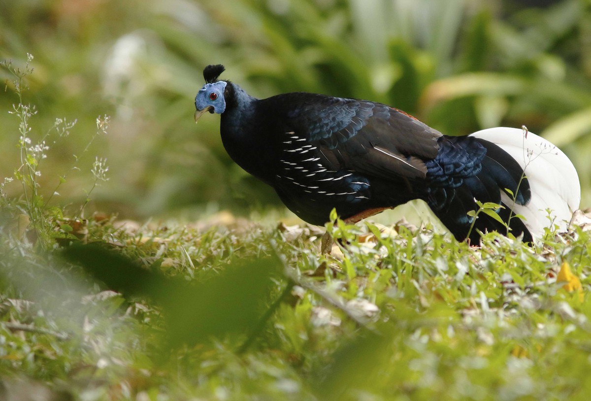 Faisan de Vieillot - ML645065071