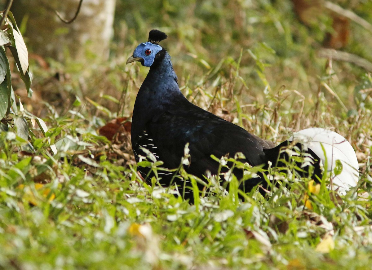 Faisan de Vieillot - ML645065072