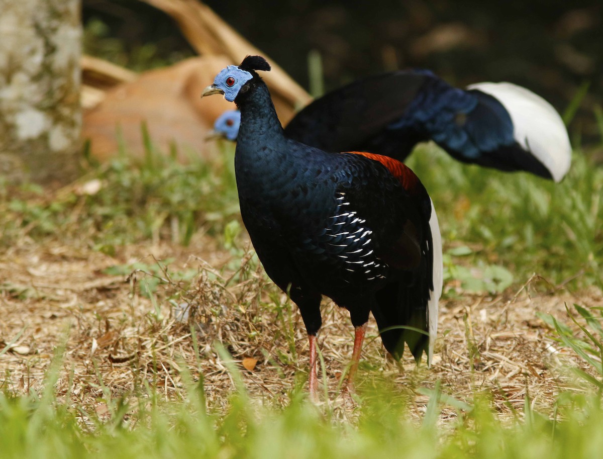 Faisan de Vieillot - ML645065073