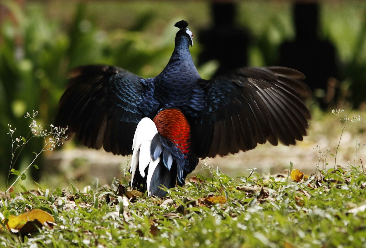 Faisan de Vieillot - ML645065074