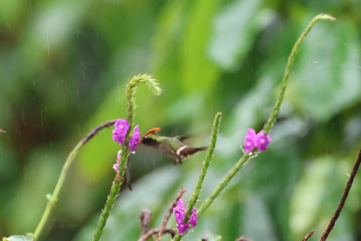 Колібрі-кокетка довгочубий - ML645065081