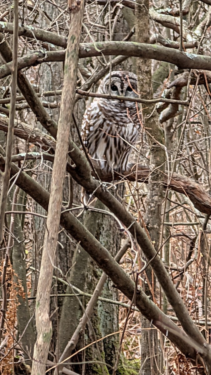 puštík proužkovaný - ML645065101