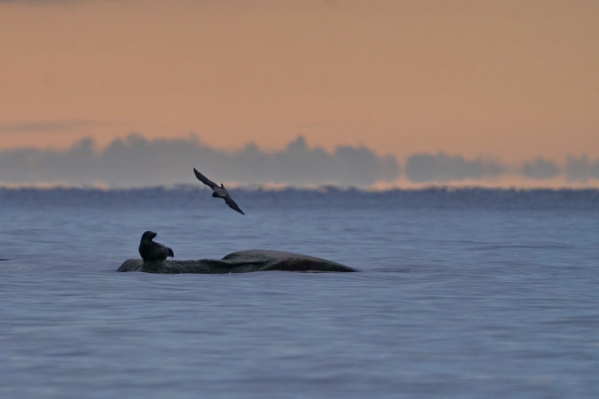 Lake Ladoga Seal - ML645065103