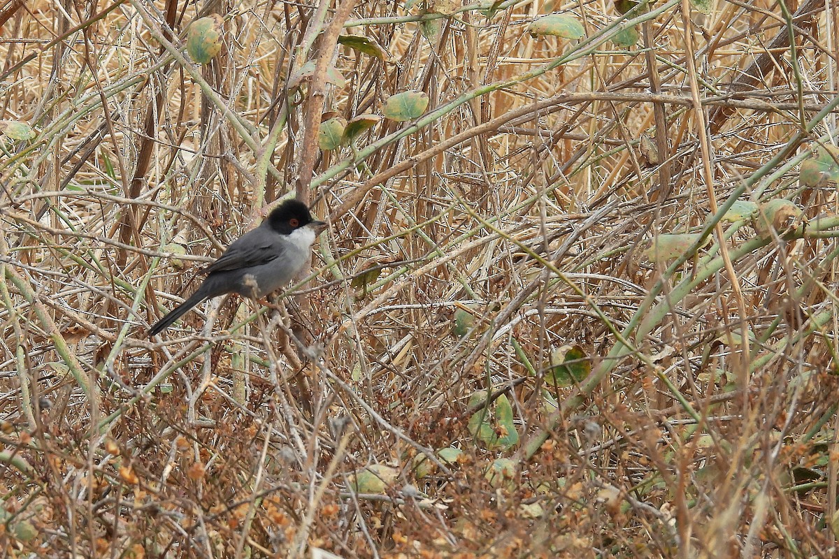 Sardinian Warbler - ML645065124