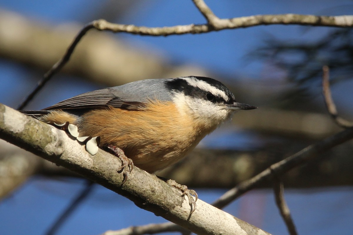 Red-breasted Nuthatch - ML645065151