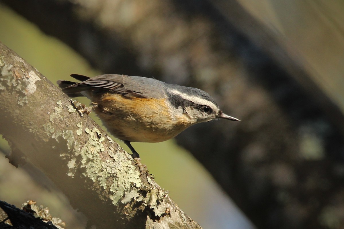 Red-breasted Nuthatch - ML645065152
