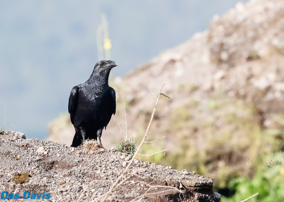 Kısa Kuyruklu Kuzgun - ML645065153