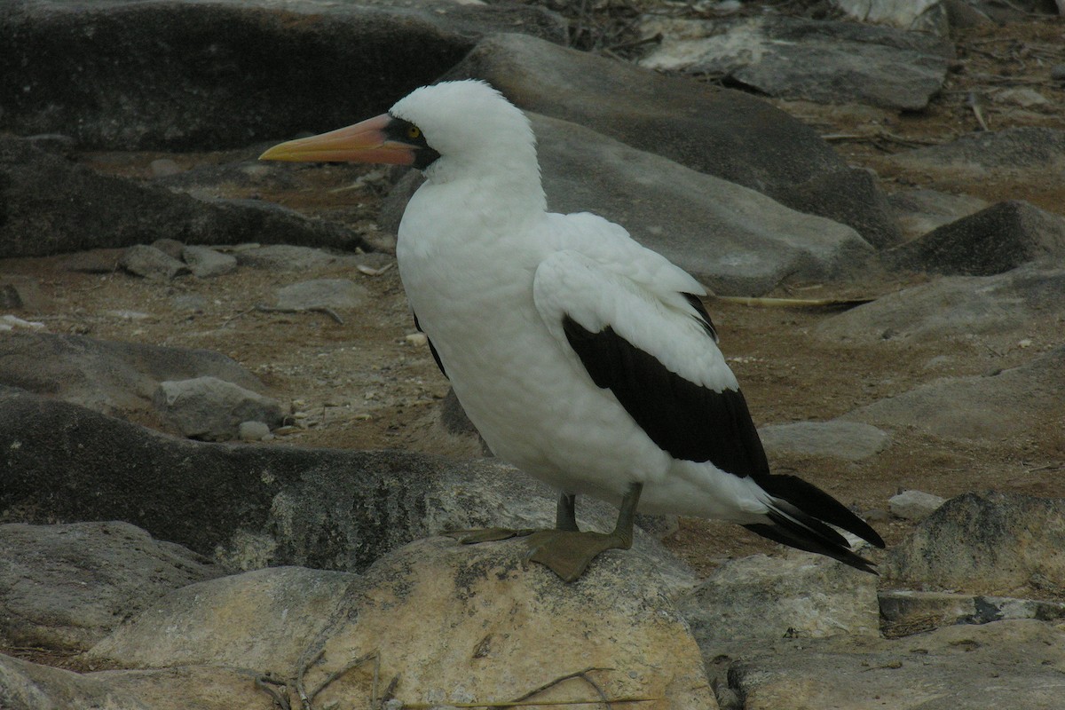 Nazca Booby - ML645065158