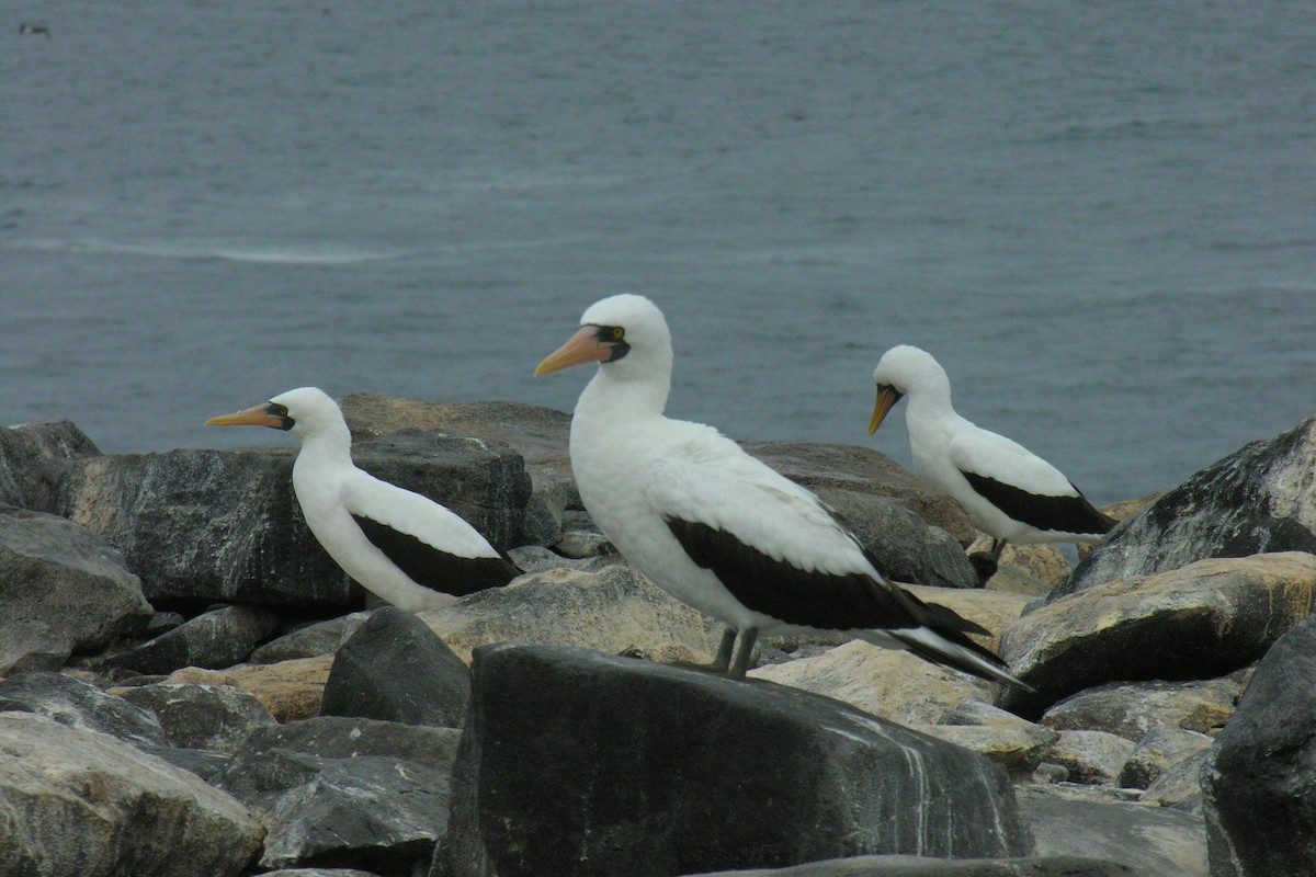 Nazca Booby - ML645065159