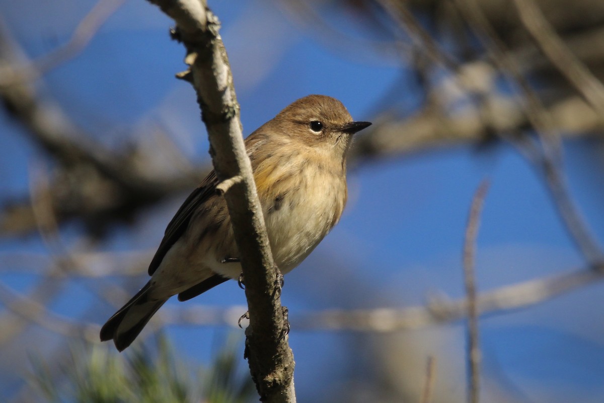 Yellow-rumped Warbler (Myrtle) - ML645065168