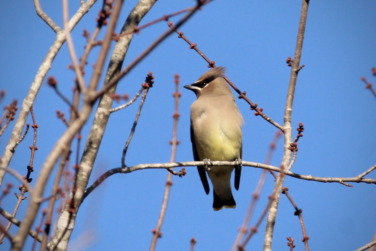 Cedar Waxwing - ML645065170