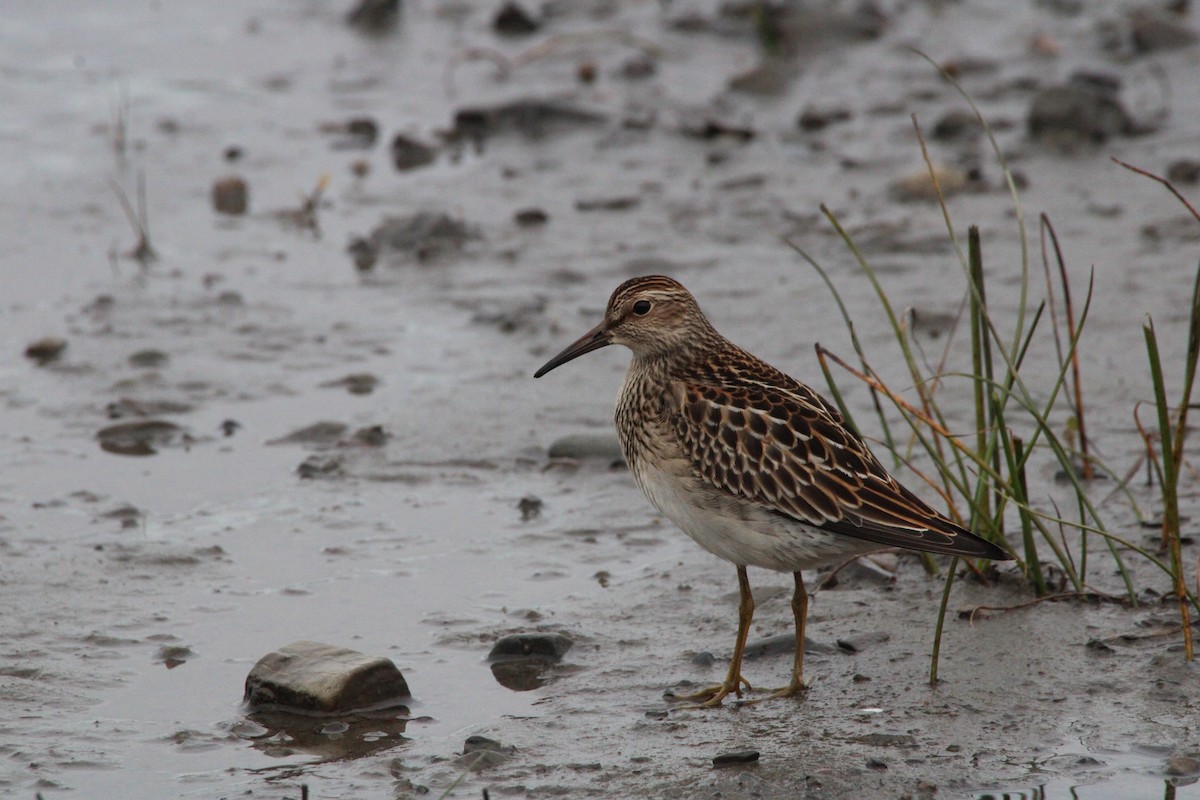 Çizgili Kumkuşu - ML645065174