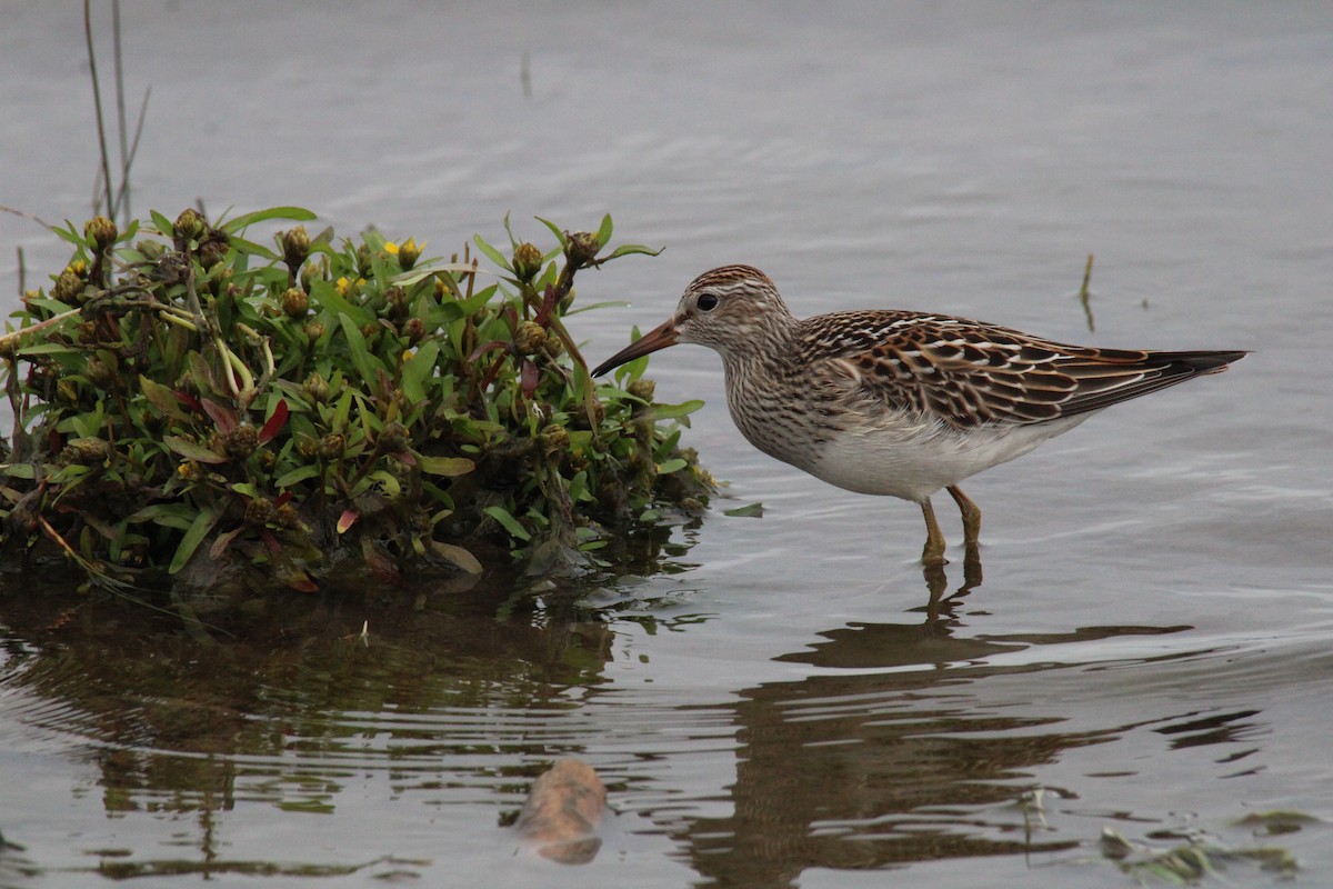 Çizgili Kumkuşu - ML645065175
