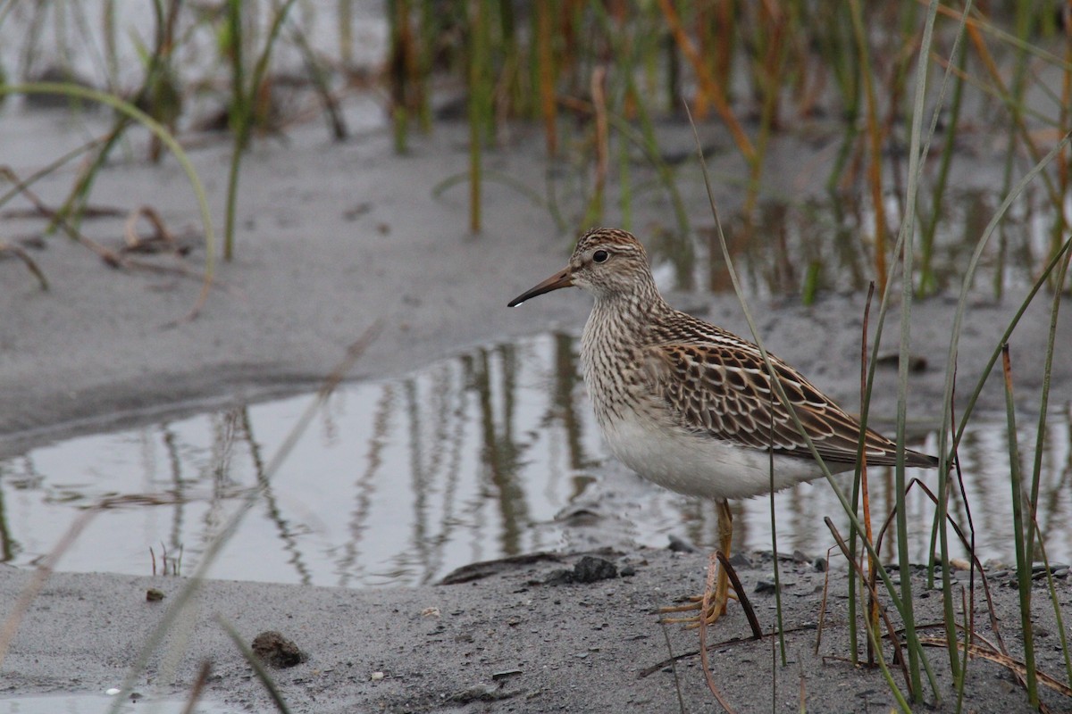 Çizgili Kumkuşu - ML645065176