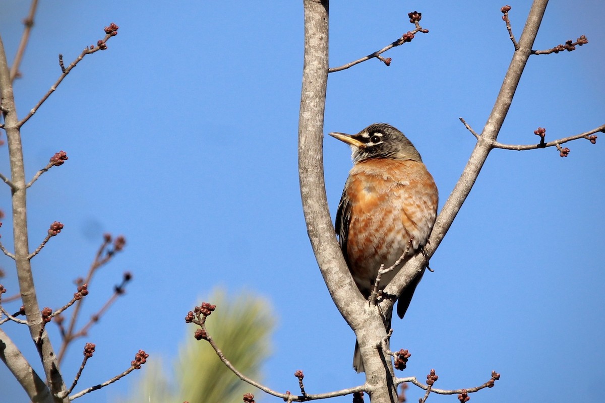 American Robin - ML645065184