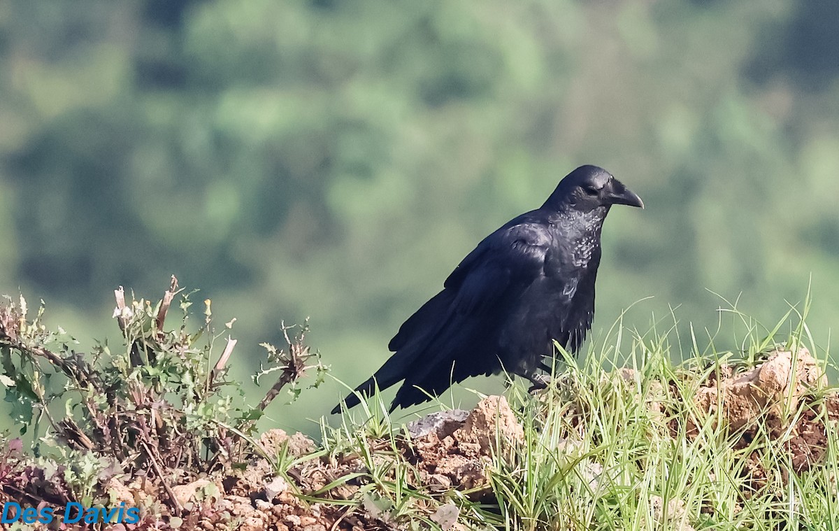 Kısa Kuyruklu Kuzgun - ML645065190