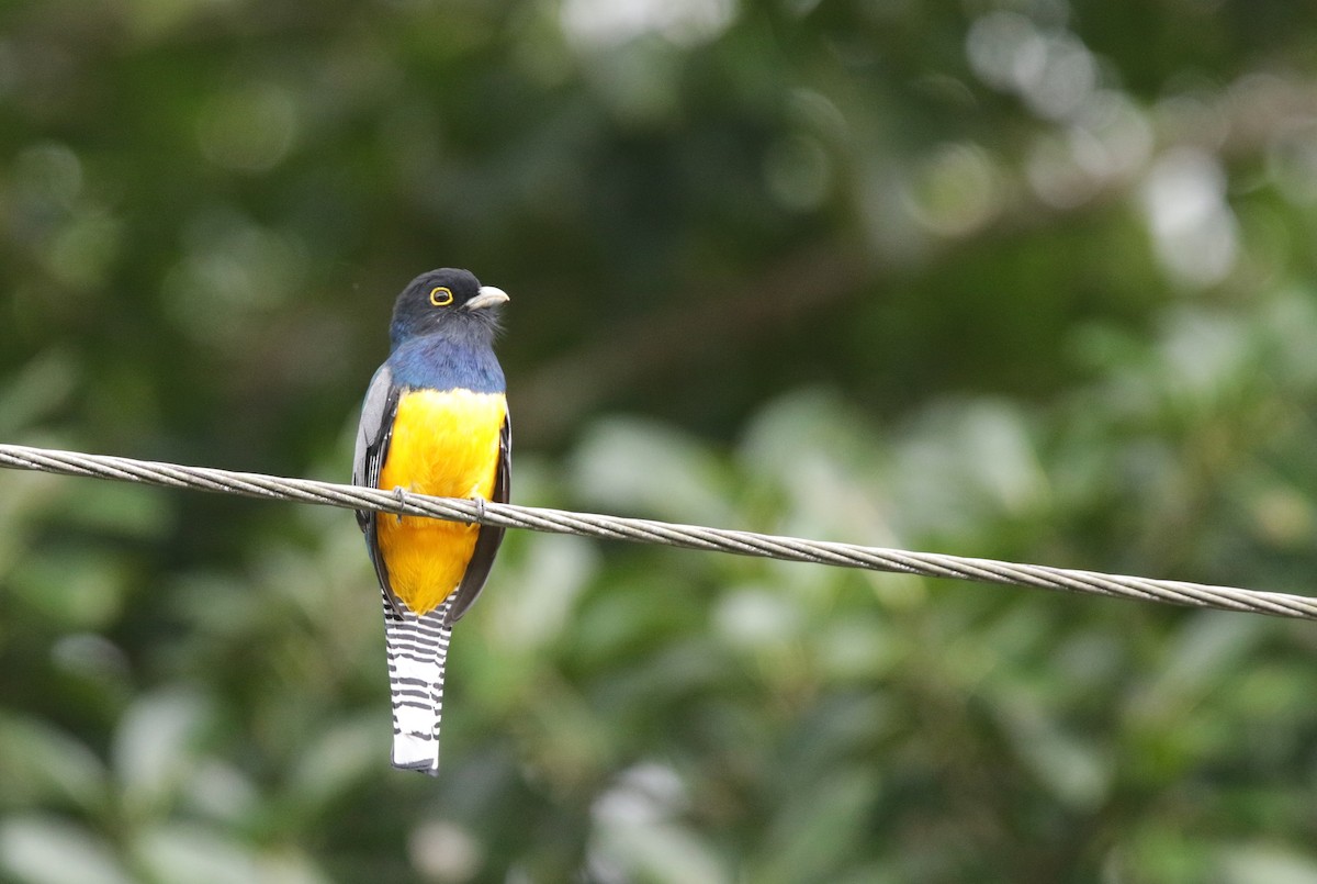 Gartered Violaceous Trogon - ML645065193