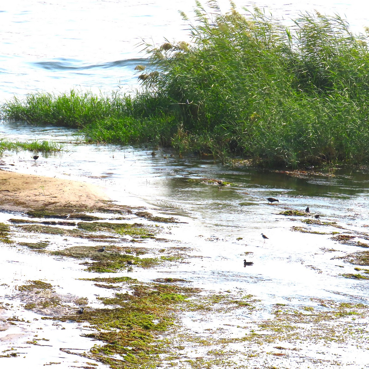 Zankaluze eurasiarra - ML645065216