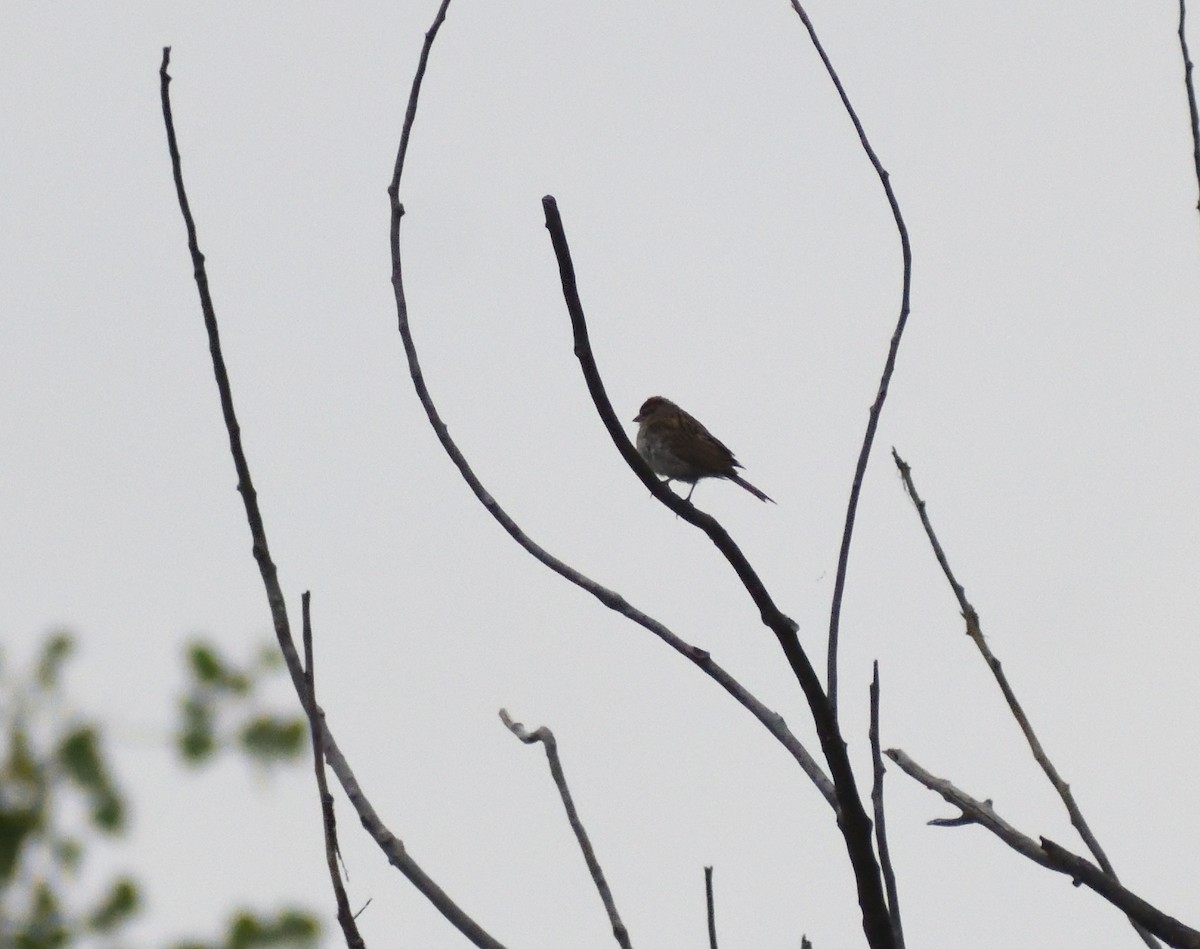 Chipping Sparrow - ML645065229